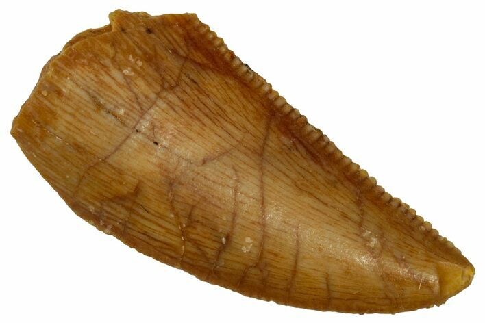 Serrated Raptor Tooth - Real Dinosaur Tooth #353355